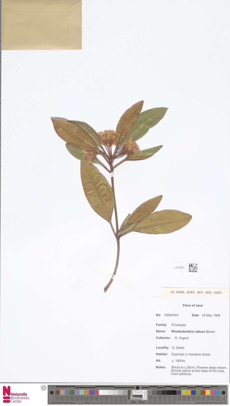 Rhododendron album