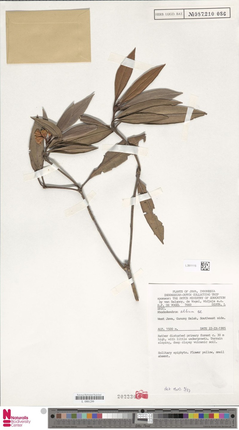 Rhododendron album photo 2