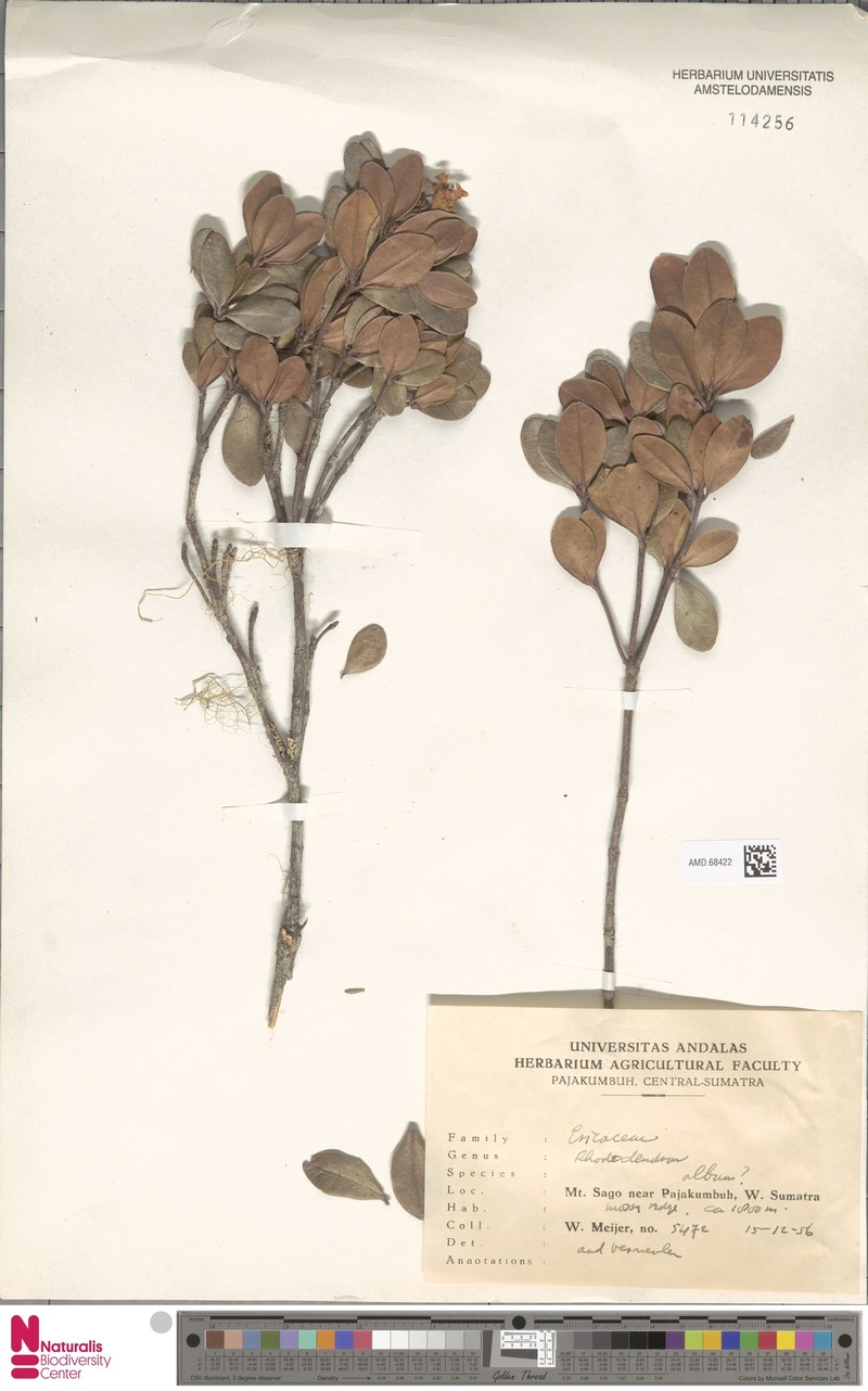 Rhododendron album photo 3