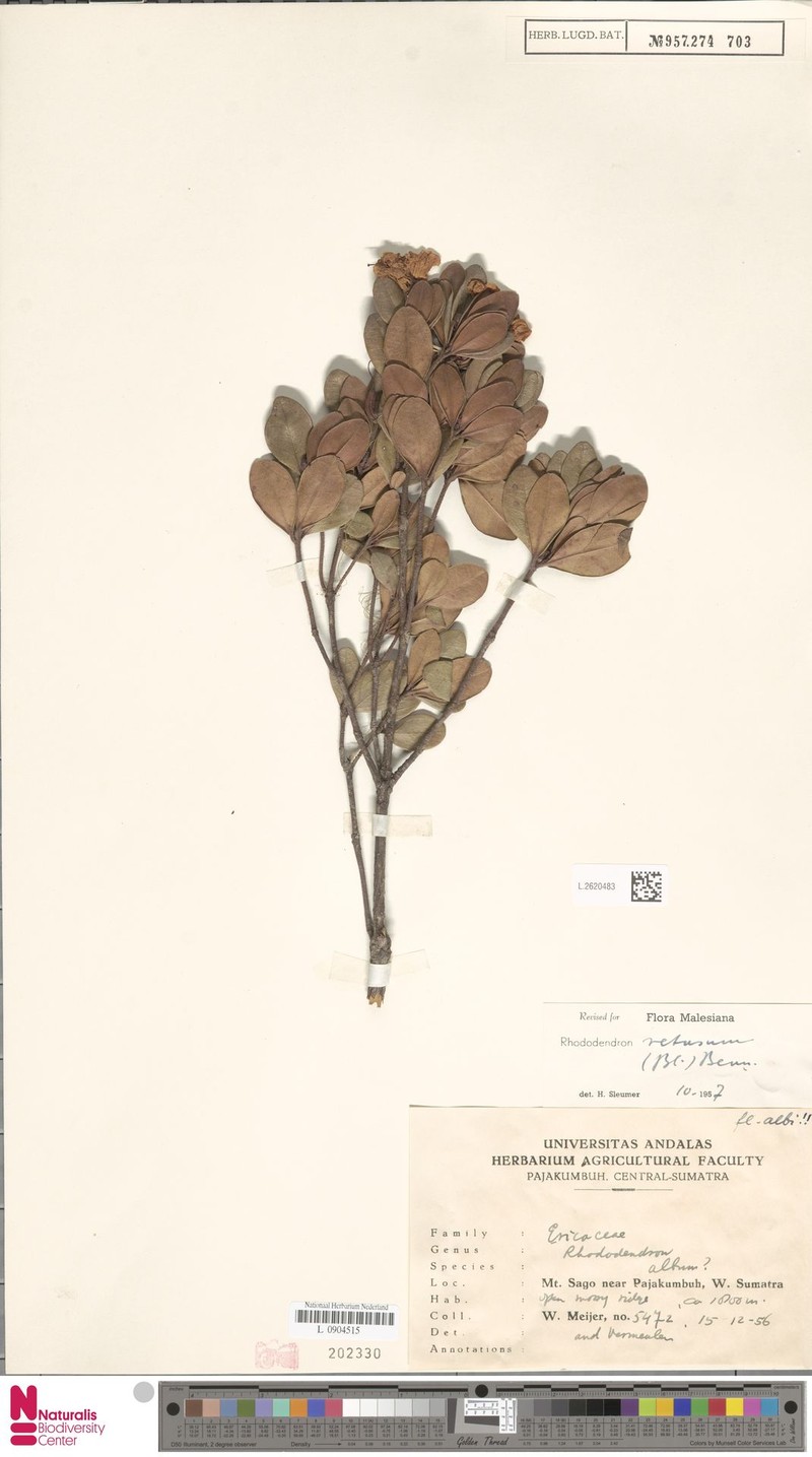Rhododendron album photo 4