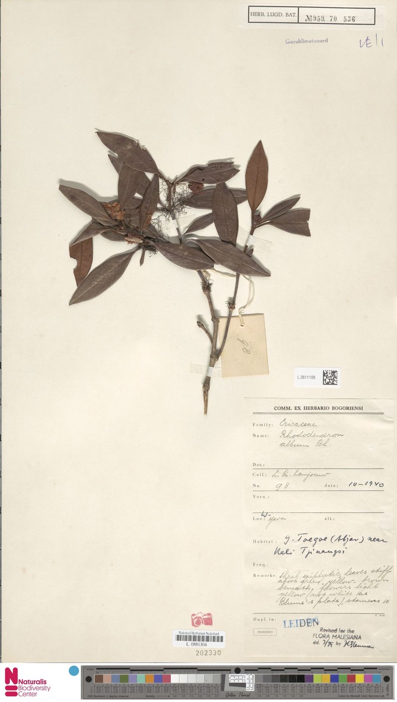 Rhododendron album photo 5