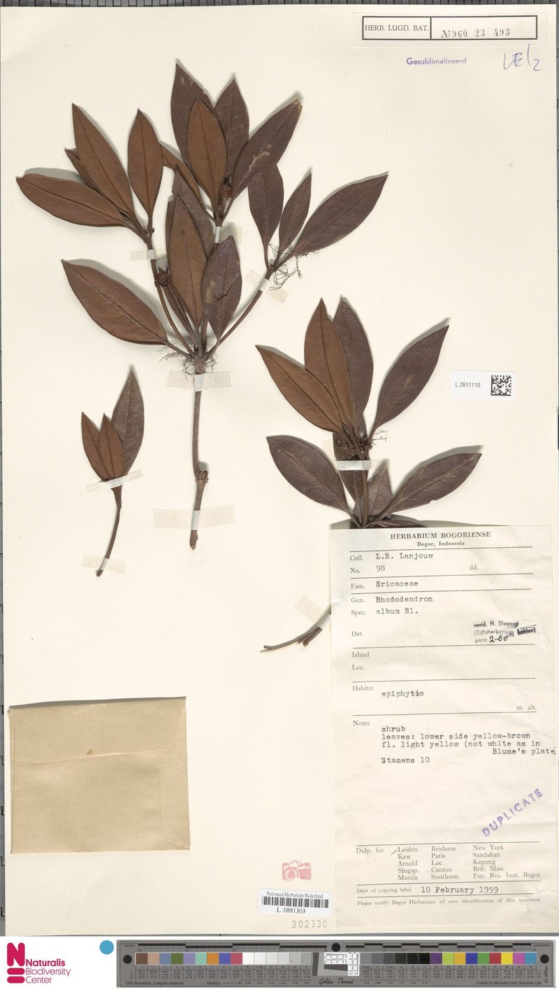 Rhododendron album photo 6