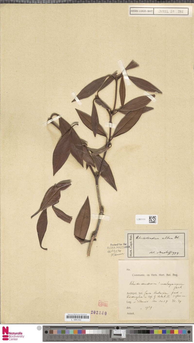 Rhododendron album photo 7