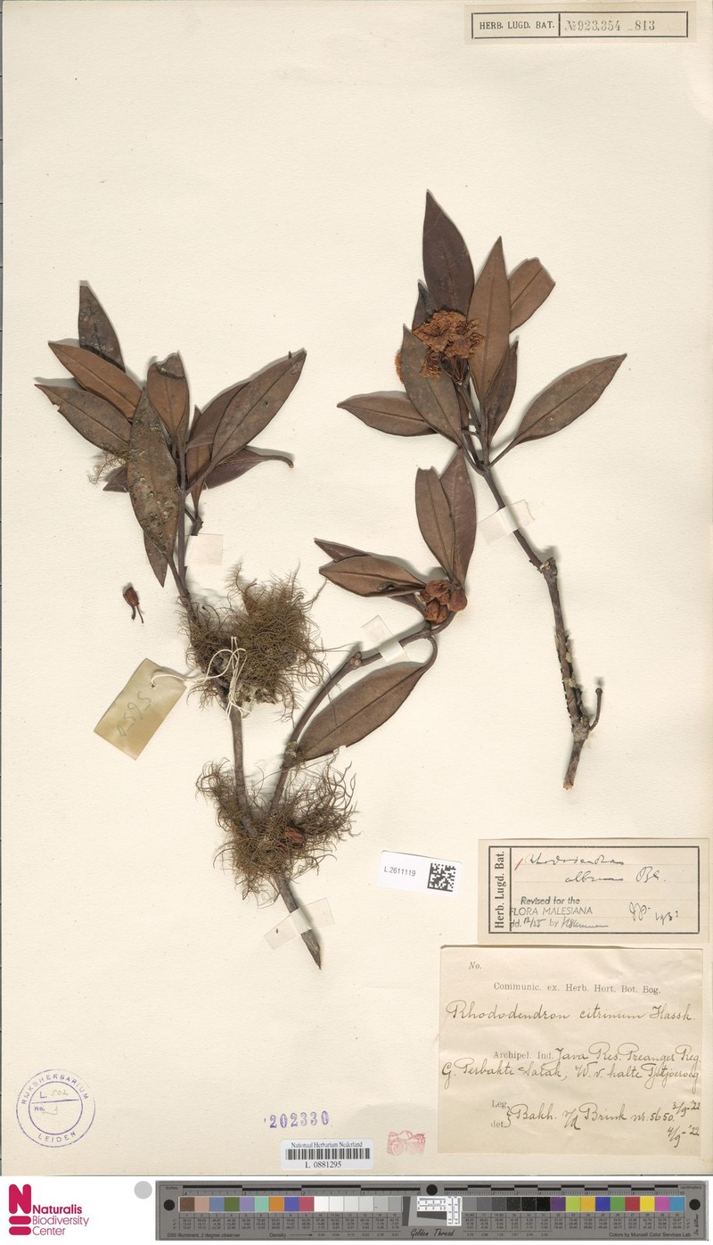 Rhododendron album photo 8