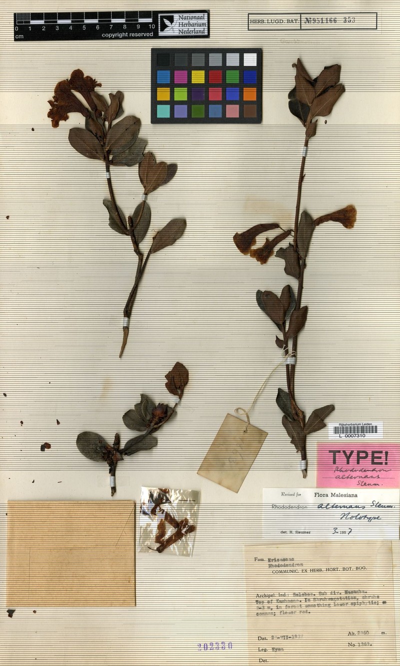 Rhododendron alternans