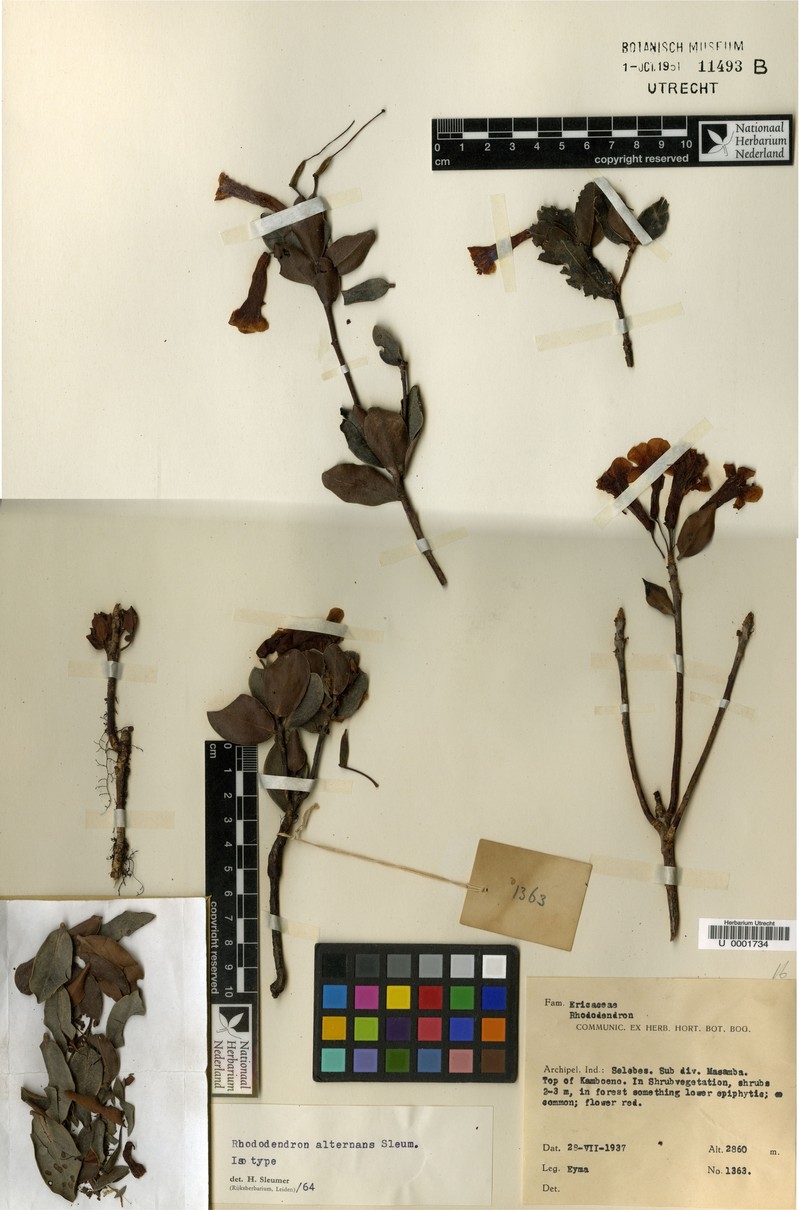 Rhododendron alternans photo 2