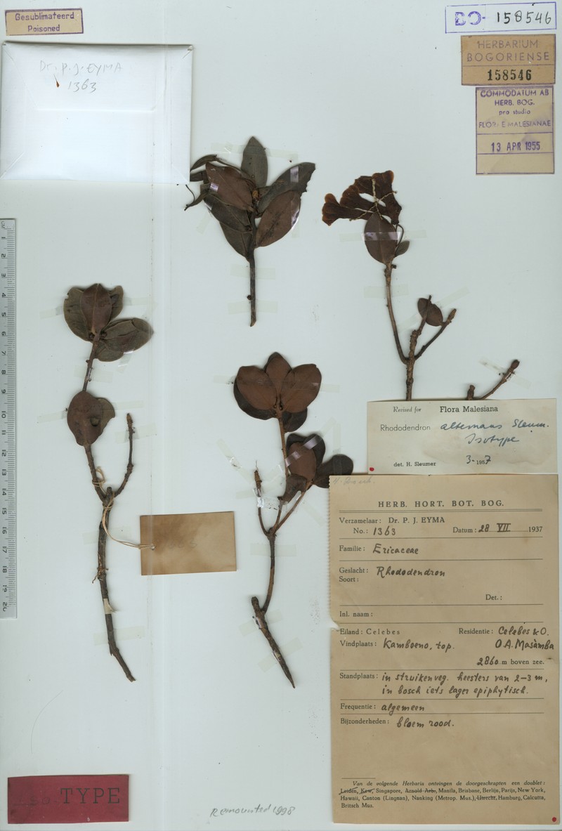 Rhododendron alternans photo 3