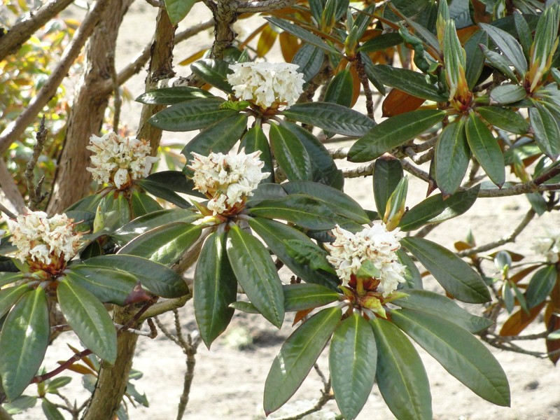Rhododendron alutaceum