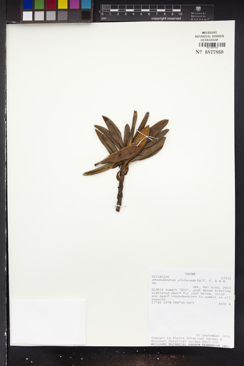 Rhododendron alutaceum photo 3