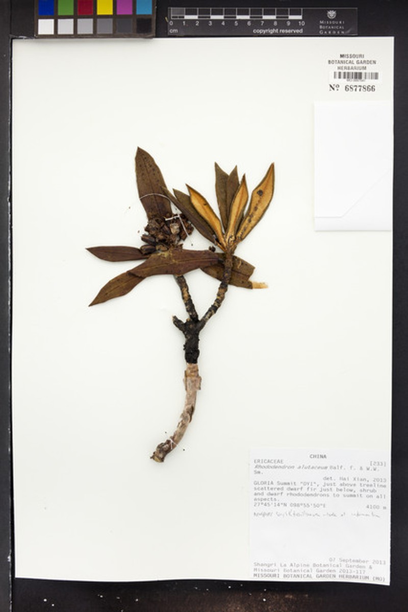 Rhododendron alutaceum photo 4