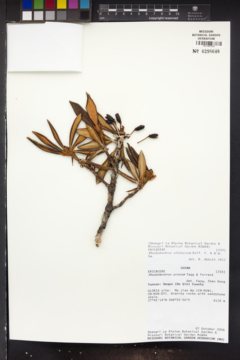 Rhododendron alutaceum photo 5