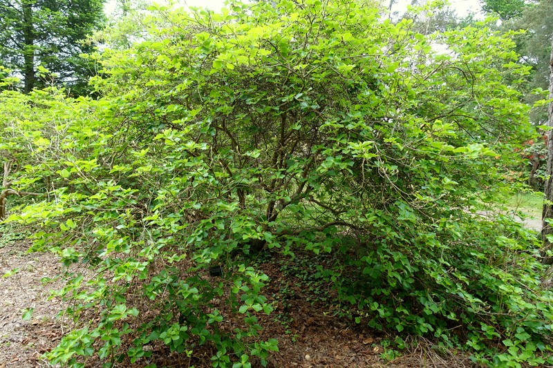 Rhododendron amagianum