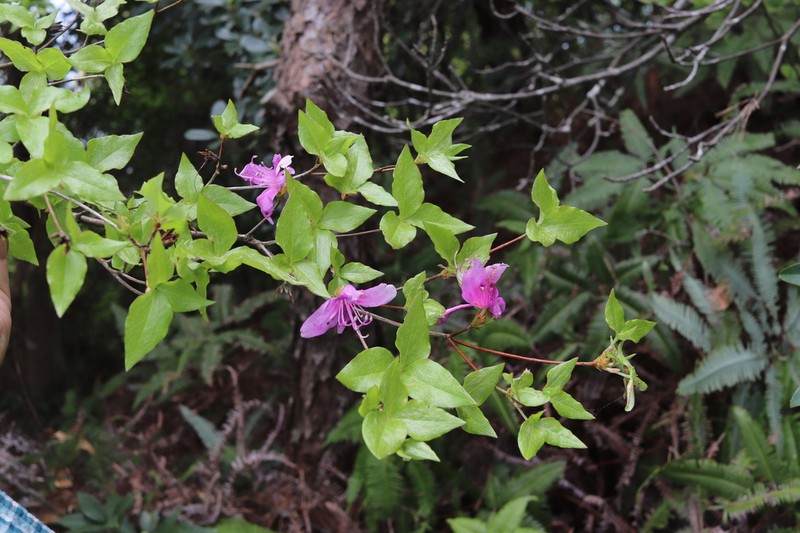 Rhododendron amakusaense
