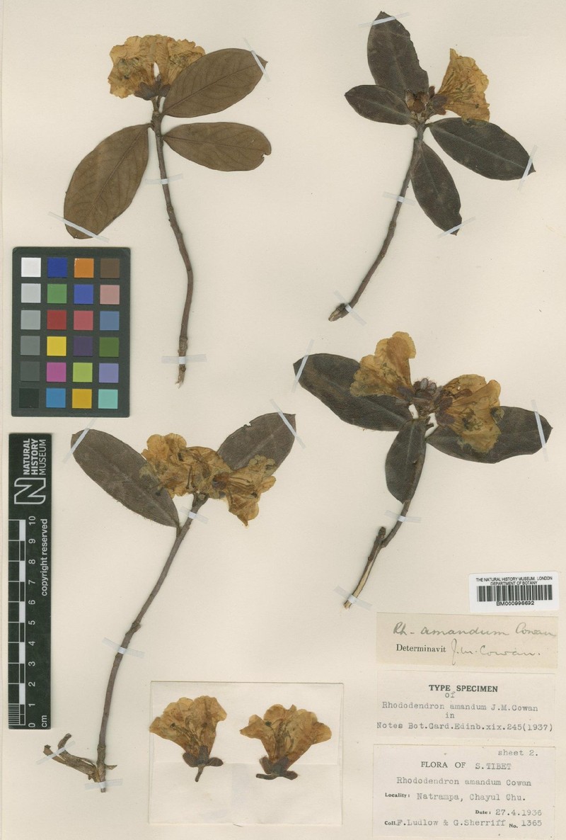 Rhododendron amandum