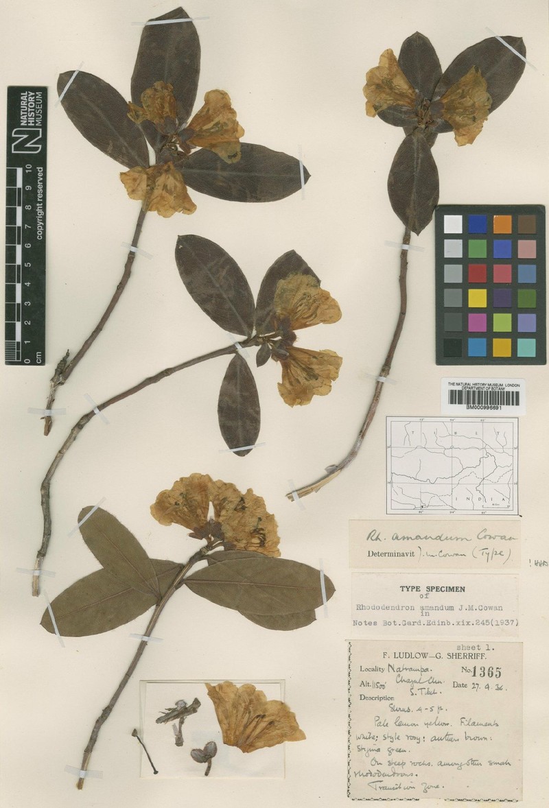 Rhododendron amandum photo 2