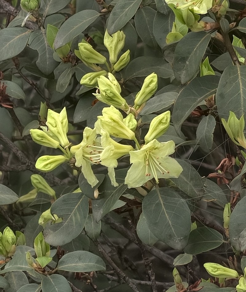 Rhododendron ambiguum