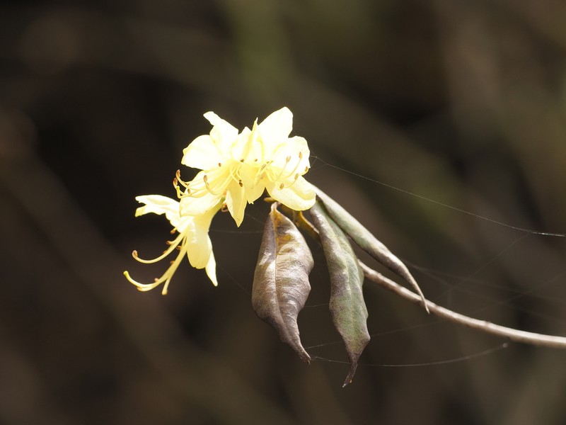 Rhododendron ambiguum photo 4