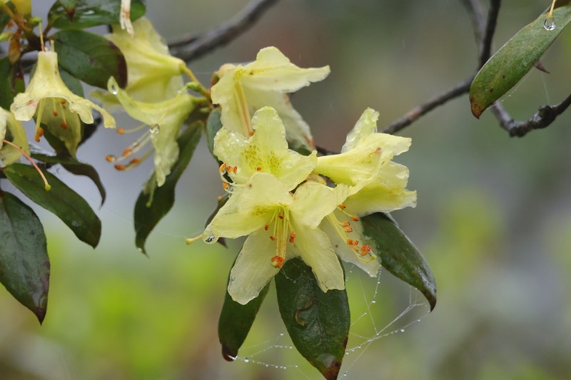 Rhododendron ambiguum photo 5