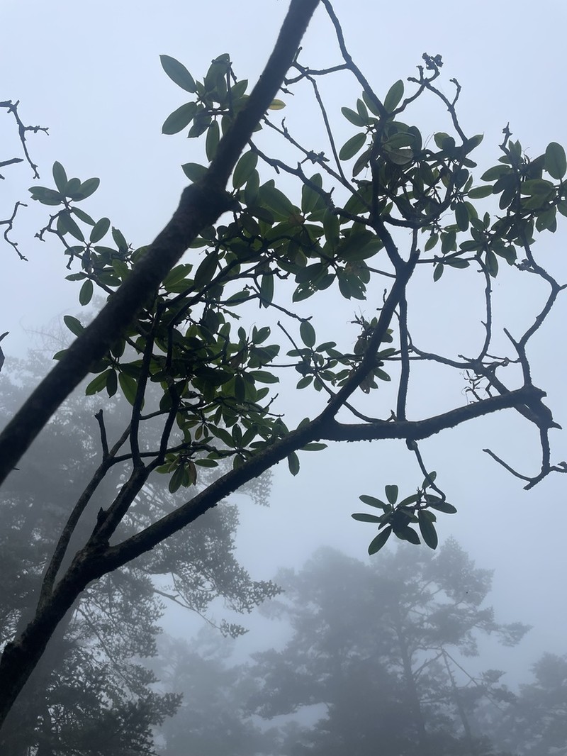 Rhododendron ambiguum photo 6
