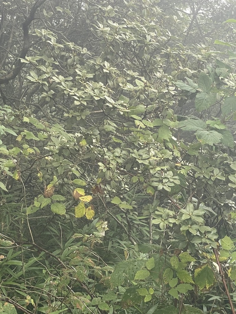 Rhododendron ambiguum photo 7