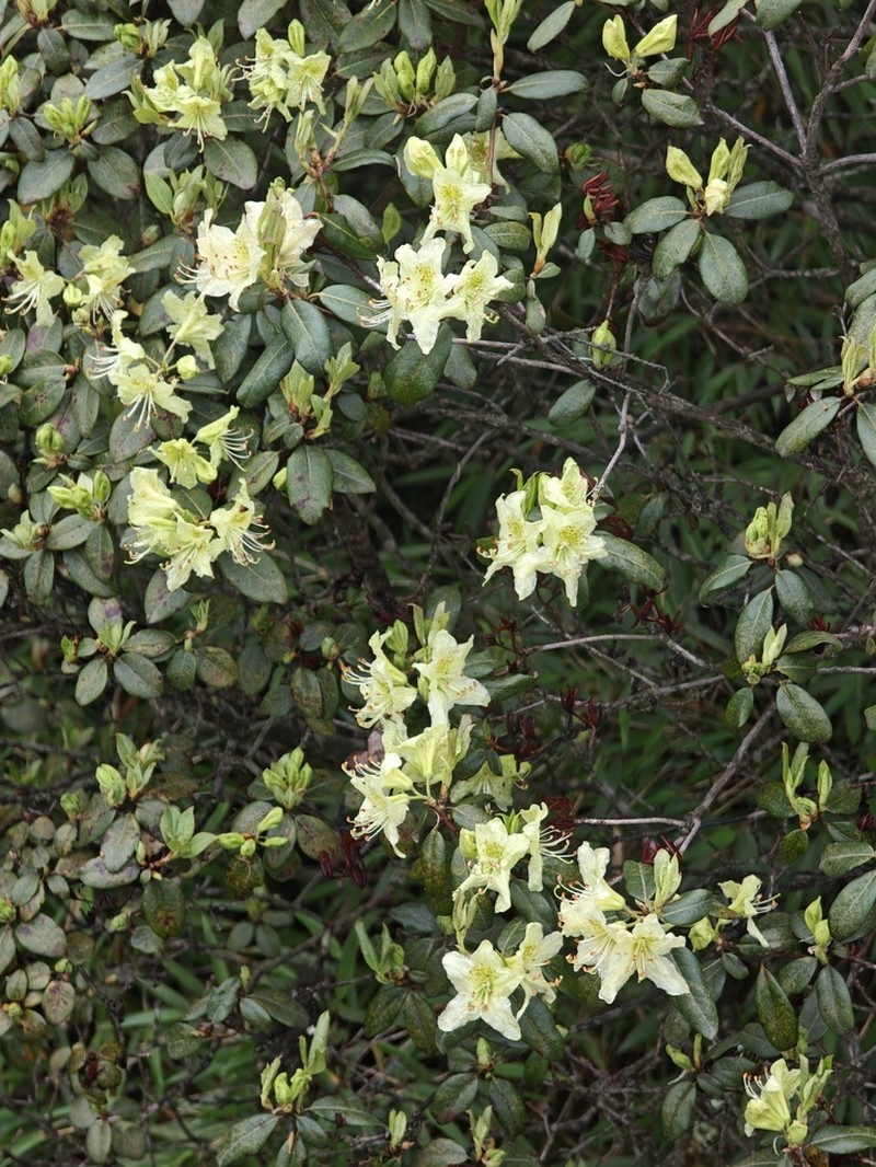 Rhododendron ambiguum photo 8