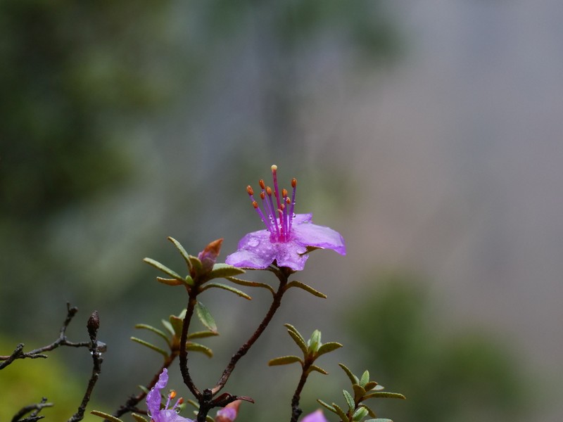 Rhododendron amundsenianum