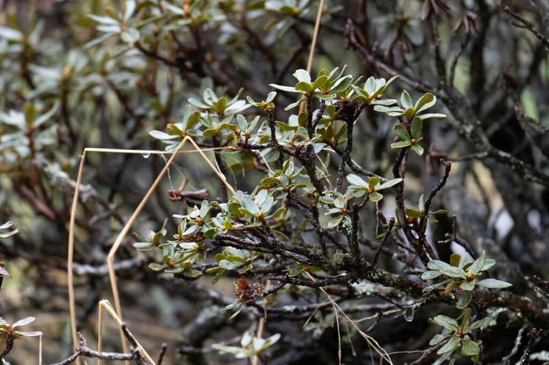 Rhododendron amundsenianum photo 2