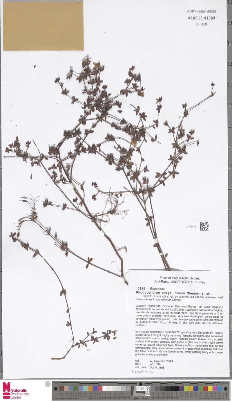 Rhododendron anagalliflorum