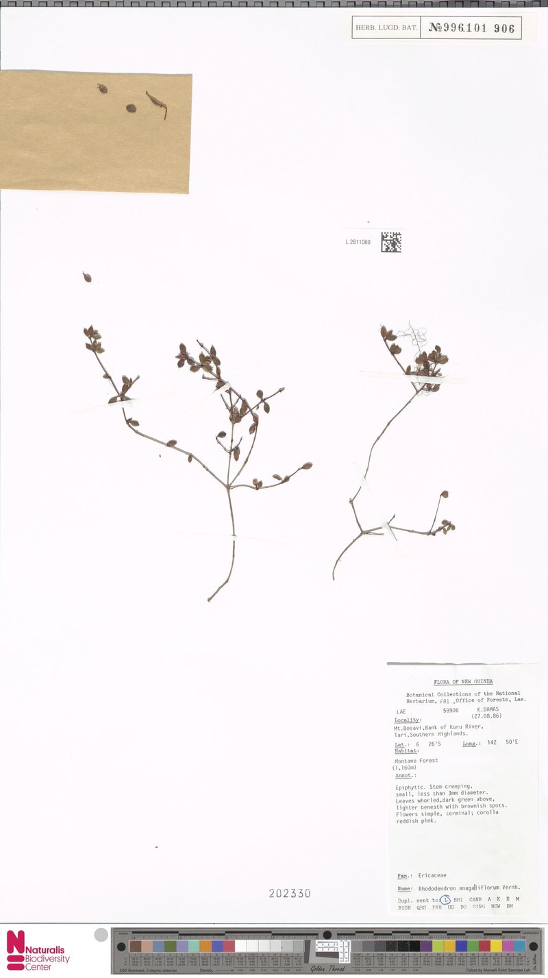 Rhododendron anagalliflorum photo 2