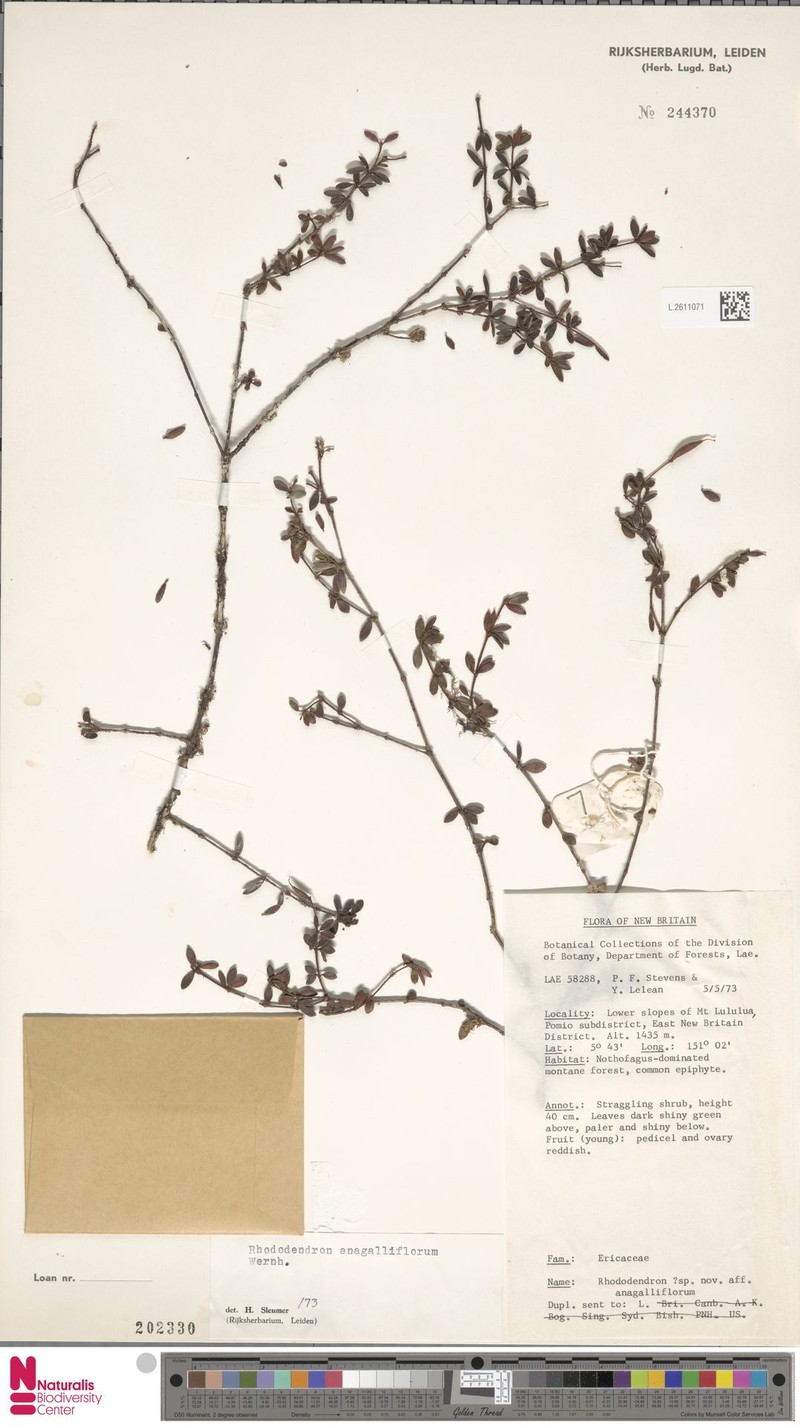 Rhododendron anagalliflorum photo 3
