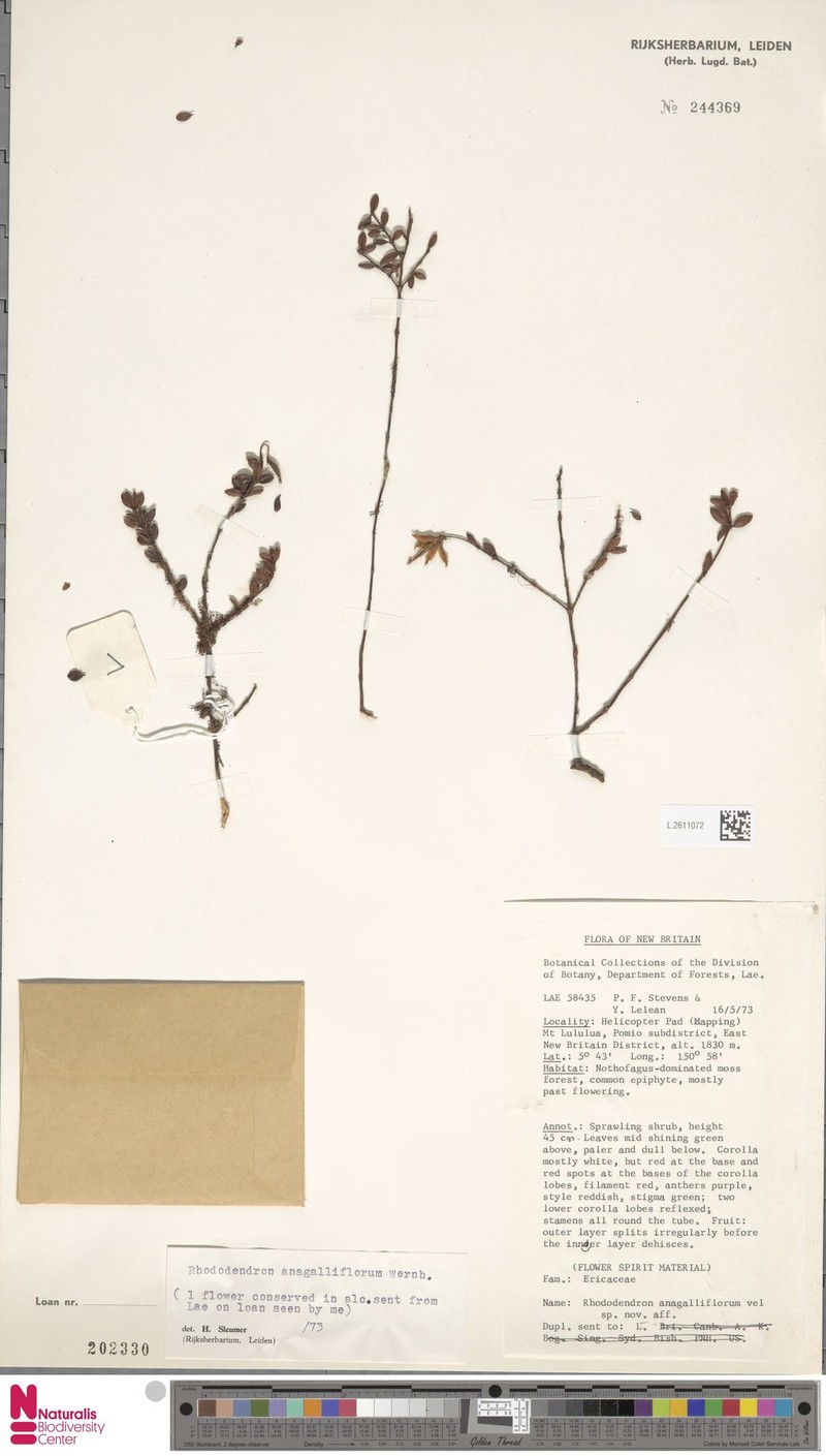 Rhododendron anagalliflorum photo 4