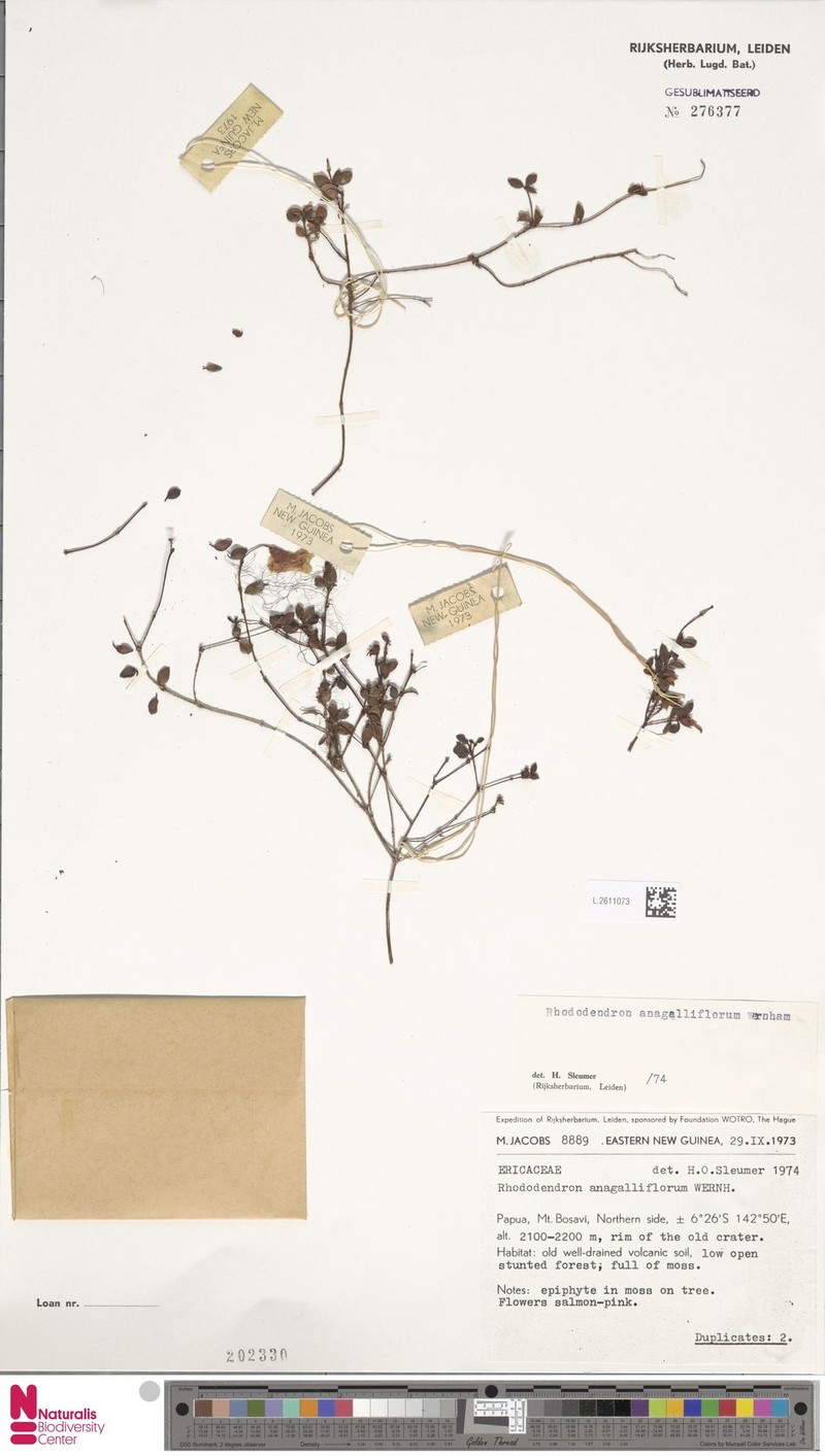 Rhododendron anagalliflorum photo 5