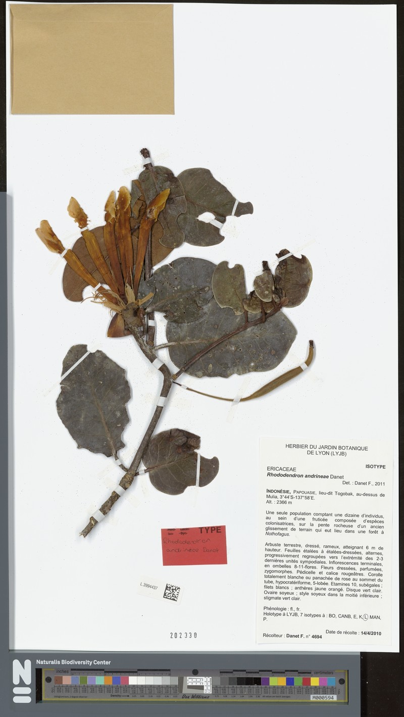 Rhododendron andrineae