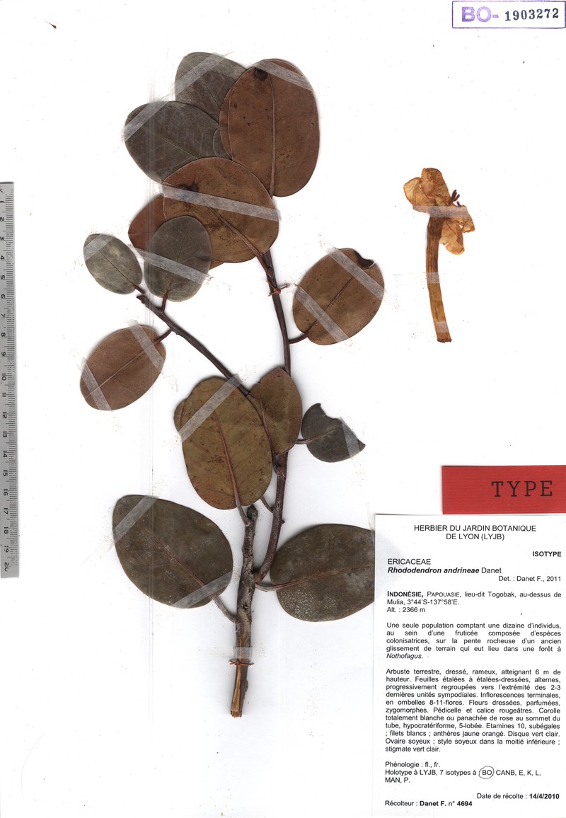 Rhododendron andrineae photo 2