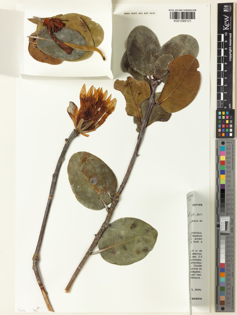 Rhododendron andrineae photo 3