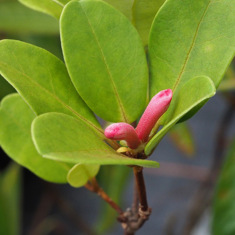 Rhododendron angiense