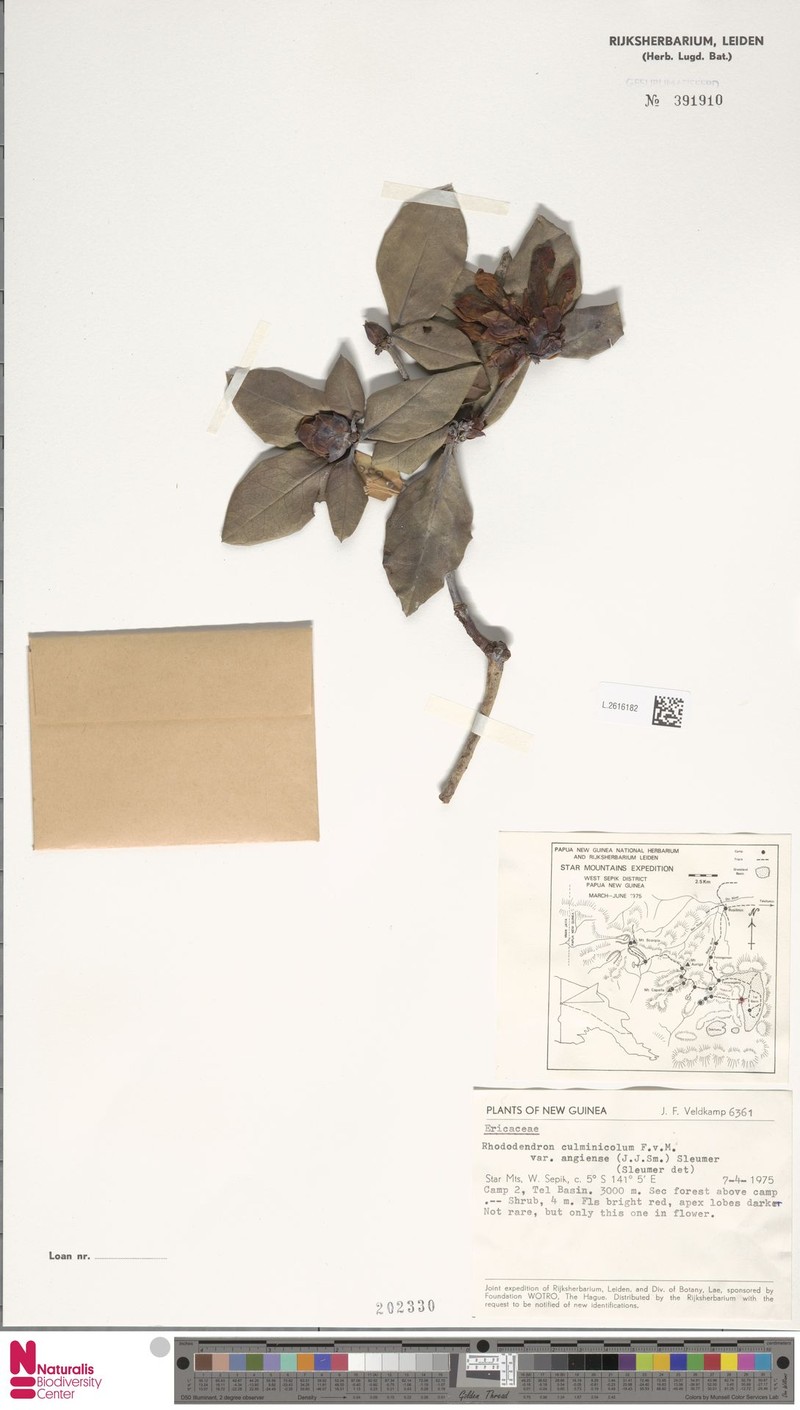 Rhododendron angiense photo 3