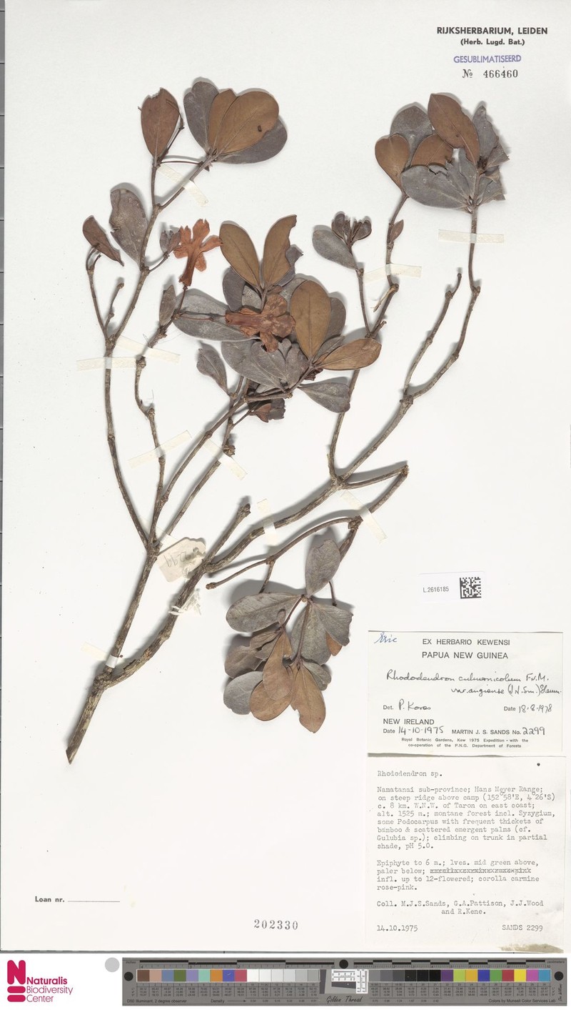 Rhododendron angiense photo 4