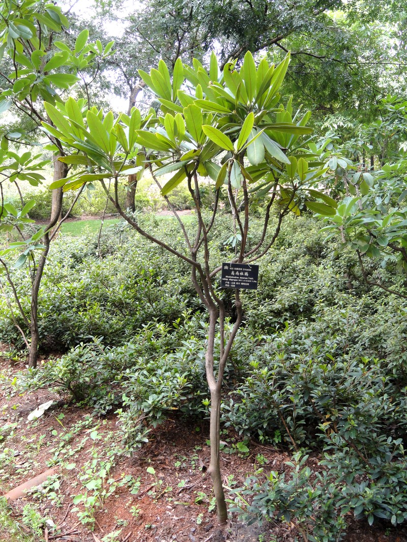 Rhododendron annae
