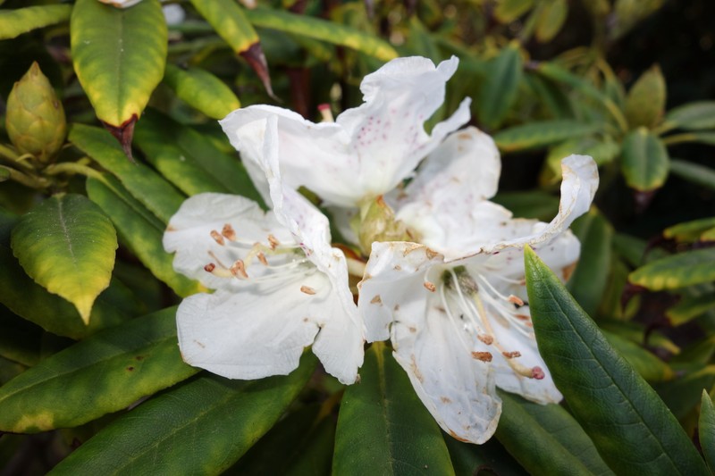 Rhododendron annae photo 2