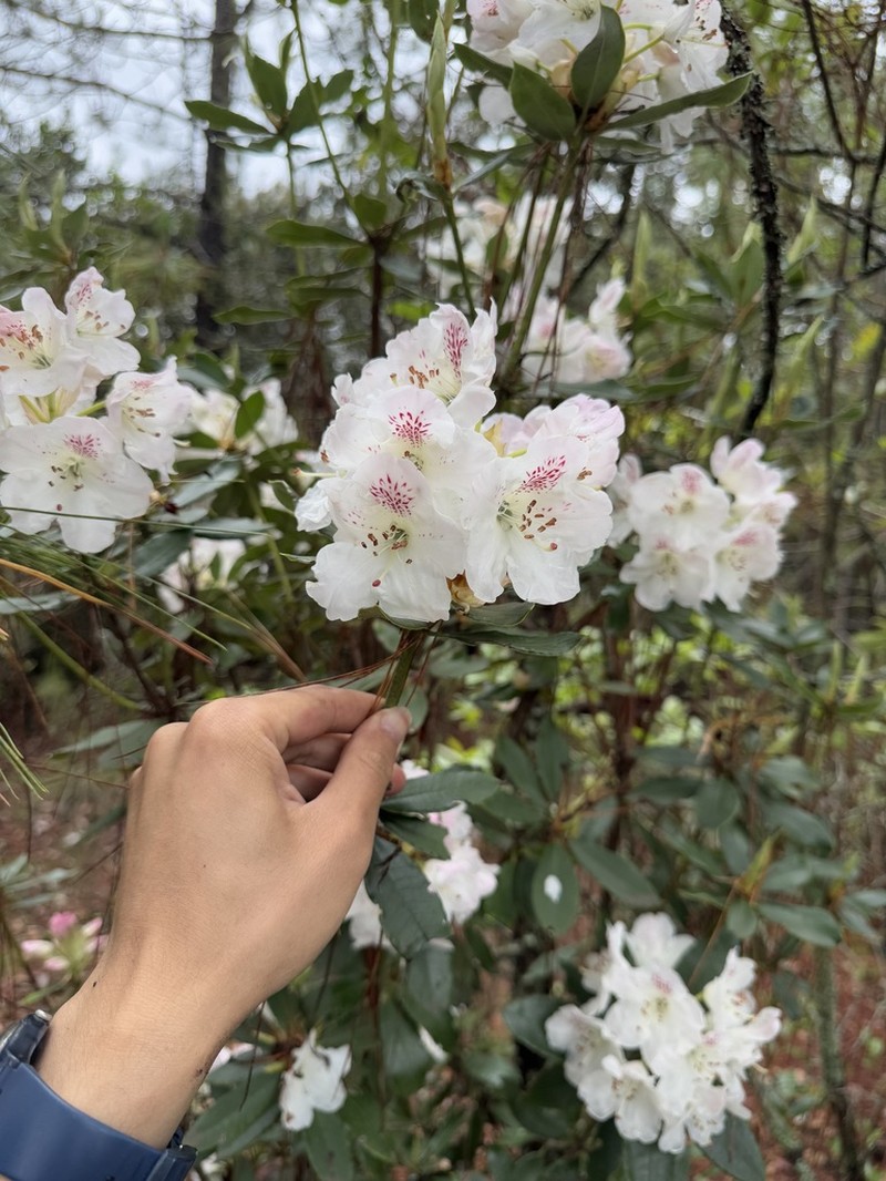 Rhododendron annae photo 3
