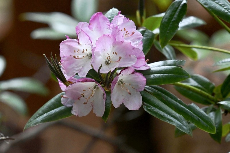 Rhododendron annae photo 4