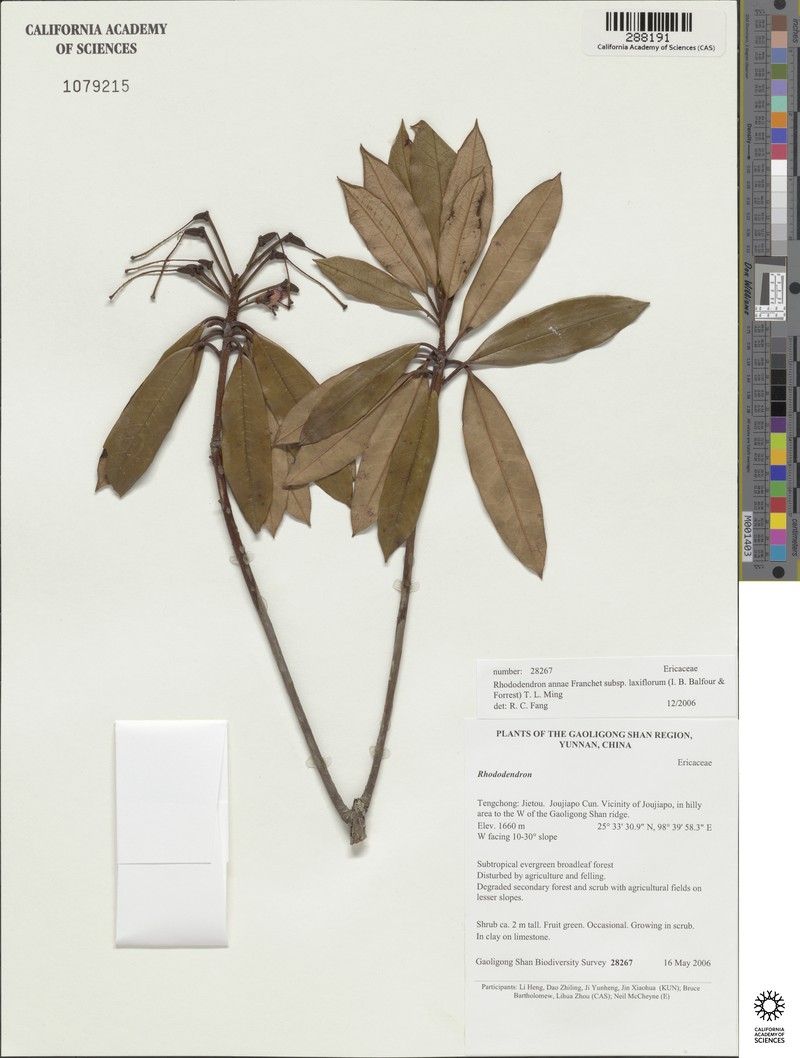 Rhododendron annae photo 5