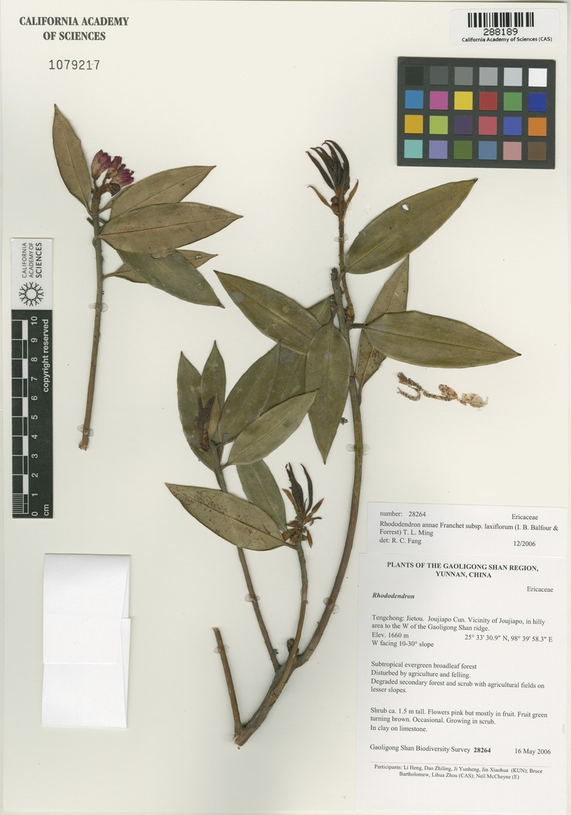 Rhododendron annae subsp. laxiflorum photo 3