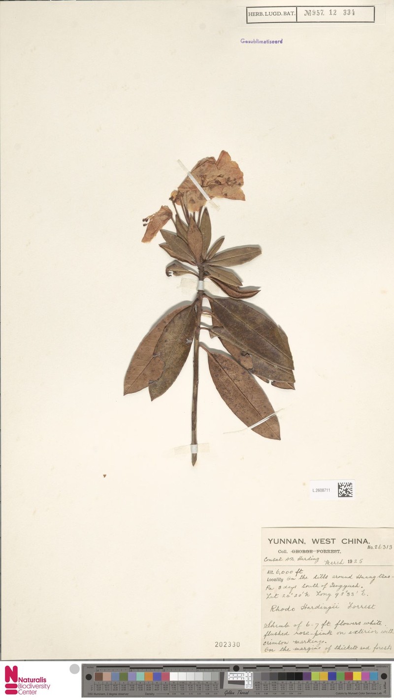 Rhododendron annae subsp. laxiflorum photo 4