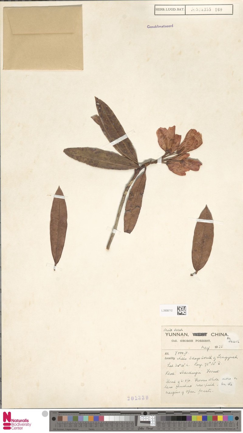 Rhododendron annae subsp. laxiflorum photo 5