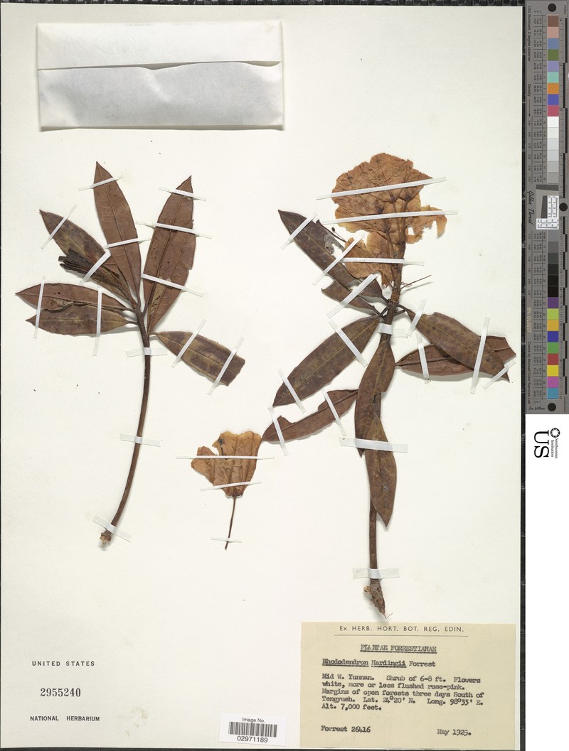 Rhododendron annae subsp. laxiflorum photo 6