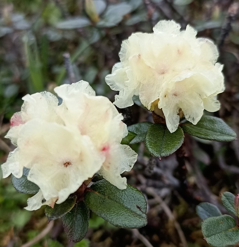 Rhododendron anthopogon photo 2