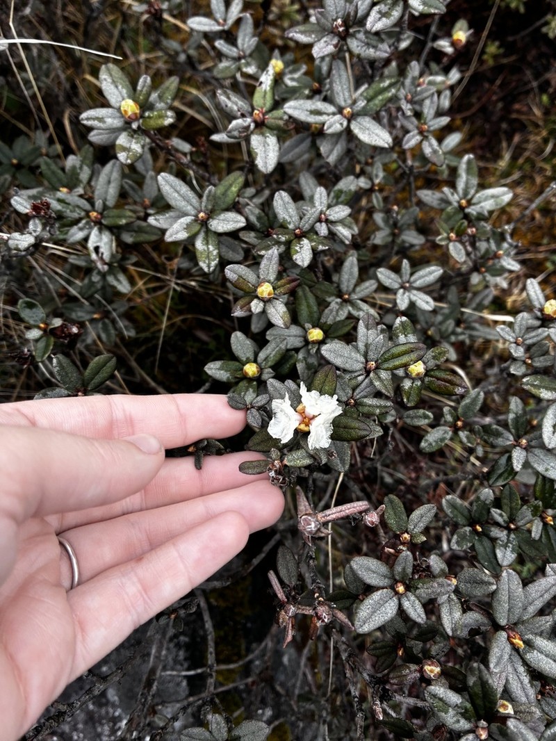 Rhododendron anthopogon photo 3