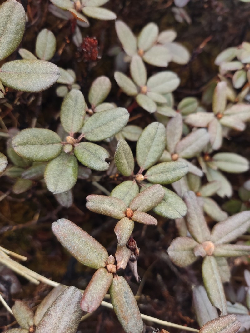 Rhododendron anthopogon photo 4